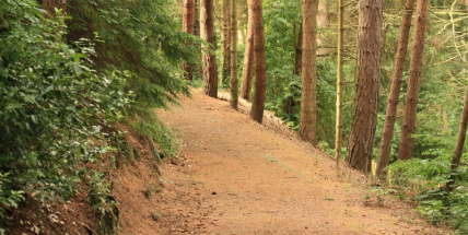 Příbramská radnice vybrala nového šéfa městských lesů