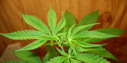 Nedají si pokoj. Další řidič jel se zákazem řízení a pod vlivem drog