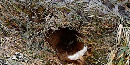 Střet s Peugeotem srna nepřežila