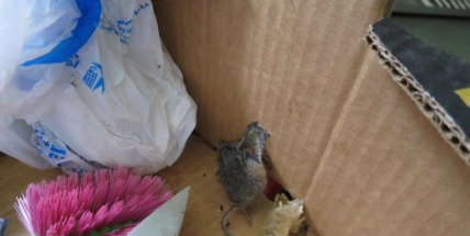 Jen pro silné žaludky: V restauraci U Chudáčka našli kontroloři mrtvé myši