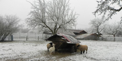Pět březích ovcí našlo azyl v Ekologickém centru v Orlově