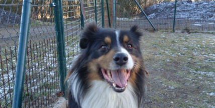 V Lazeckém útulku zůstává jeden pes nalezený po Silvestru