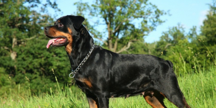 Rozhodněte o nejhezčím mazlíčkovi, hlasování je spuštěno