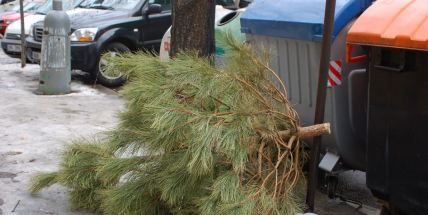 Technické služby dnes zahájily odvoz stromků, jak se dále využijí?
