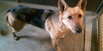 Pojďme najít páníčka. U Milína se našla fena německého ovčáka