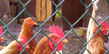 Ve středních Čechách se vyskytla ptačí chřipka