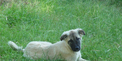 Kvůli psům došlo na Příbramsku ke dvěma nehodám v jeden den