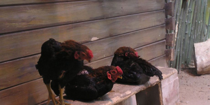 Ohnisko výskytu ptačí chřipky ve středních Čechách bylo zlikvidováno