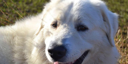 Hledá se Jim! Pomůžete nám při pátrání?