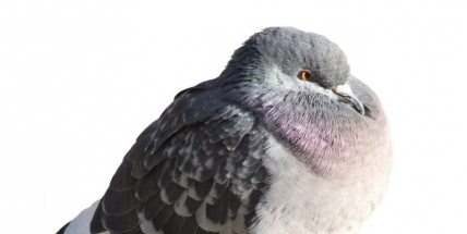 Město varuje před ptačí chřipkou, vydává preventivní doporučení