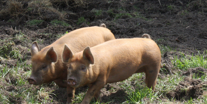 Za úhyn vepřů v Zalužanech může nefunkční ventilace