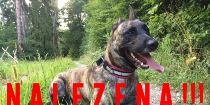 Zaběhla se Kajda! Neviděli jste ji ?!