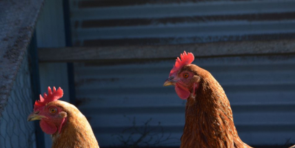 Veterinární správa eviduje pět nových ohnisek ptačí chřipky, dvě z nich ve středních Čechách