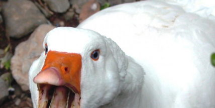 V Blatné potvrdili veterináři další nákazu ptačí chřipkou