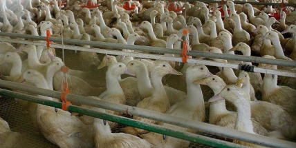 V Blatné dnes kvůli ptačí chřipce utratí 17 tisíc kusů drůbeže