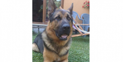 V Bohosticích se ztratil německý ovčák Argo, pomůžete nám ho najít?