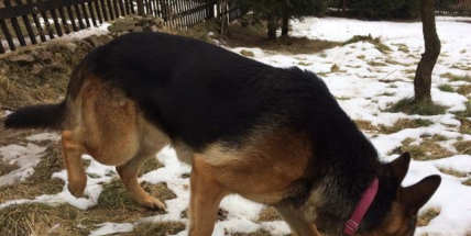 U Milína se našli dva němečtí ovčáci. Už jsou u majitele