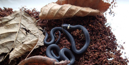 V Domě Natura se povedl první letošní odchov hadů