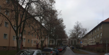 Rozhodnutí pokácet část stromů v ulici 28. října čelí kritice