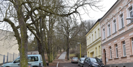 Jírovce z Mariánského údolí zmizí kvůli bezpečnosti, nahradí je nová výsadba