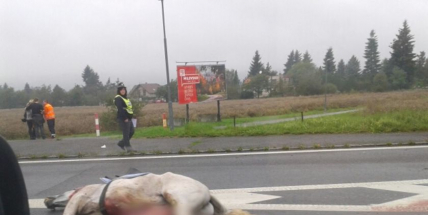 Sražený kůň u Mníšku a nehoda při cestě do Plzně