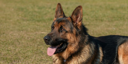 Poplatek za psa je nutné uhradit do konce března