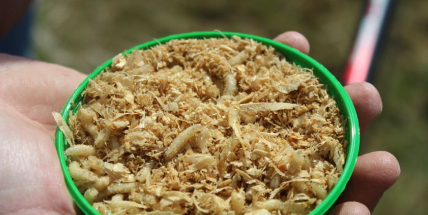 V dubnu si v Déčku můžete pochutnat na hmyzu