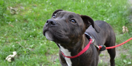 Pod vlivem alkoholu ukradl cizinec psa