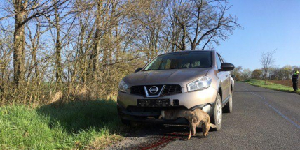 Nissanu u Březnice ukončila cestu srna