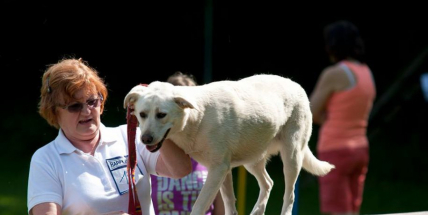 Dobříšští strážníci připravují seminář pro majitele psů