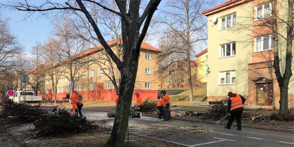 Je potřeba stanovit plán postupného ozdravování městské zeleně, říká ředitel technických služeb