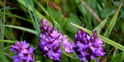 Rosa, louka a orchidej v Brdech