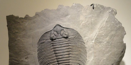 Za vykopávání trilobitů hrozí hledači postih