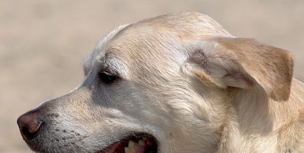 Cestování se psem v autě