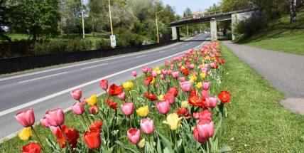 Pro příští rok radnice plánuje zlepšení květinové výzdoby města