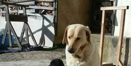 Pomozte při hledaní dvou zaběhlých pejsků