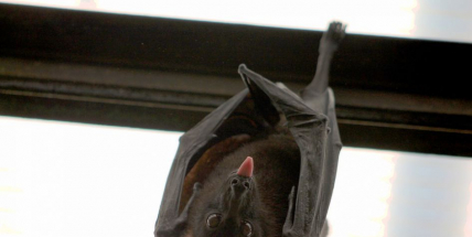 Ochránci přírody zkoumají výskyt netopýrů v CHKO Brdy