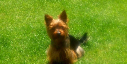 Pomozte nám hledat Kesinu