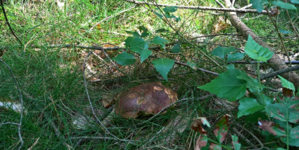 Houbařské žně se zatím nekonají