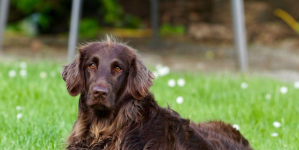 Odstartovala registrace 4. ročníku populární soutěže „Pes Příbrami“ s velkým finále v lesoparku Litavka