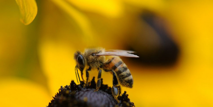 Jak se zachovat při pobodání hmyzem?