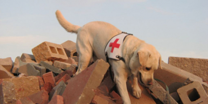 V Jincích a Čenkově budou soutěžit záchranáři kynologové