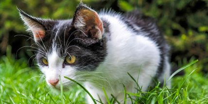 Na lidi v Dobříši útočí agresivní kocour