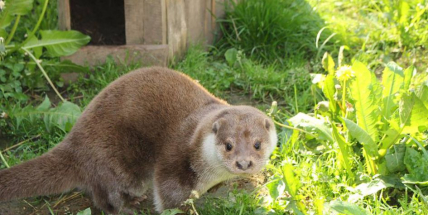 Ledovcové srdce Evropy v záchranné stanici v Hrachově u Sedlčan