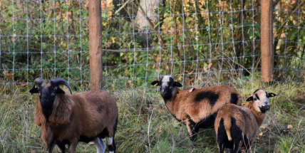 Zvířata v lesoparku u Litavky nekrmte, můžete jim ublížit, varují pracovníci městských lesů