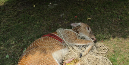 Poraněná a zmatená laň pobíhala po Dobříši a hrozilo zranění lidí