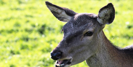 Srna knokautovala cyklistu