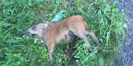 Právě teď: Dvě nehody s lesní zvěří