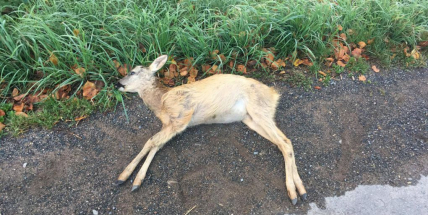 Srna nepřežila náraz osobním vozem u Dalekých Dušník