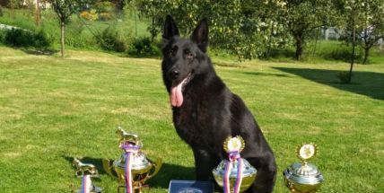 Policejní mistrovství psovodů v Solenicích